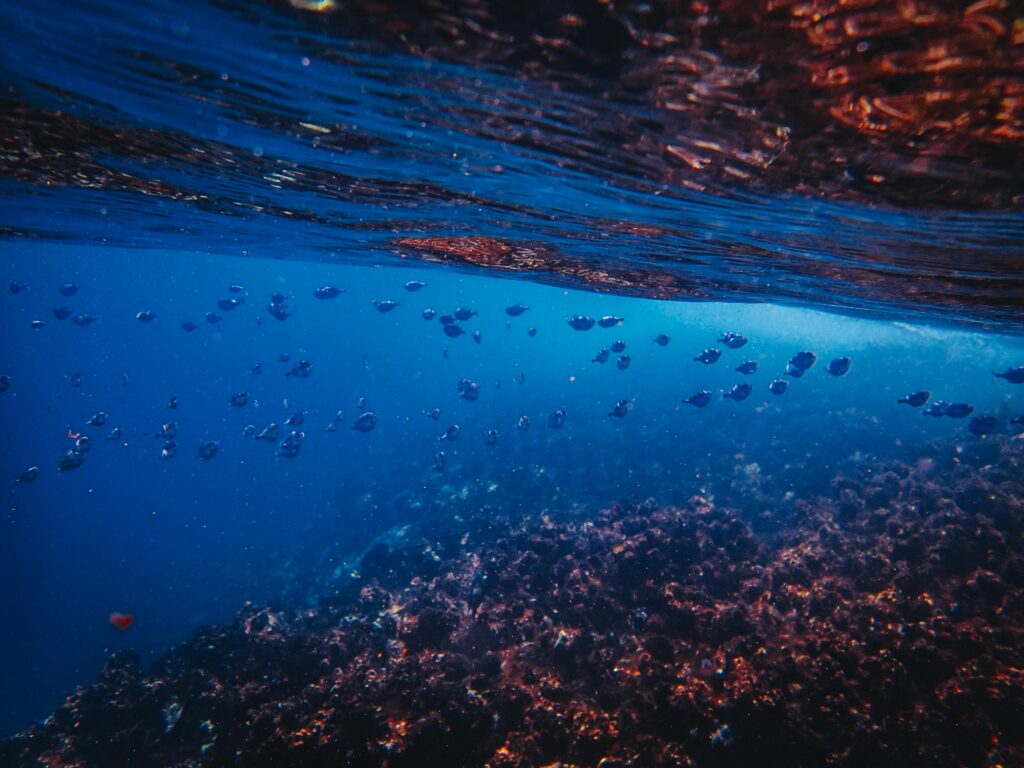 l’immagine rappresenta un fondale marino